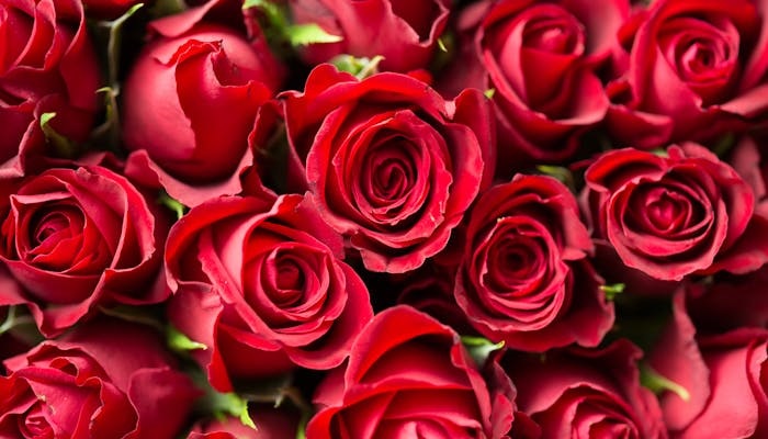 Ramo de rosas de color rojo